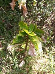 Kalanchoe densiflora