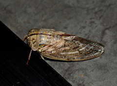 Platypleura capensis