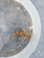 Bovichtus angustifrons