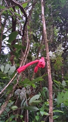 Passiflora amoena