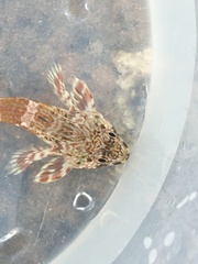 Bovichtus angustifrons