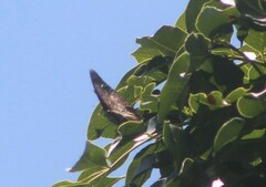 Charaxes ethalion