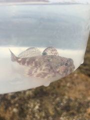 Bovichtus angustifrons