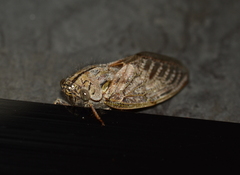 Platypleura capensis