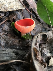 Sarcoscypha coccinea