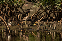 Burhinus senegalensis