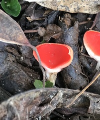 Sarcoscypha coccinea