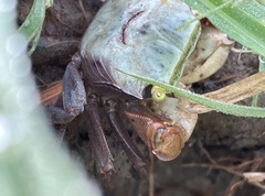 Trapezarma angolensis