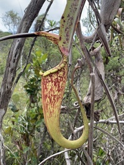 Nepenthes rafflesiana