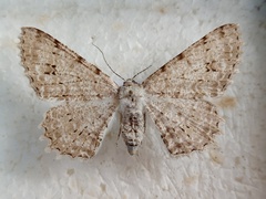 Lassaba parvalbidaria