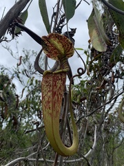 Nepenthes rafflesiana