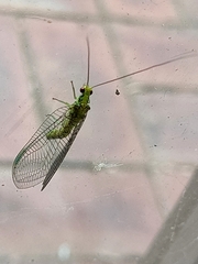 Italochrysa insignis