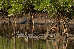 Egretta gularis