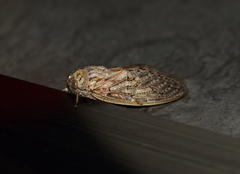 Platypleura capensis