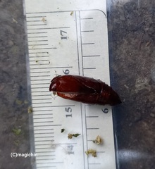 Spodoptera cosmioides