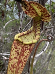Nepenthes rafflesiana