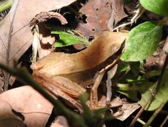 Indosylvirana