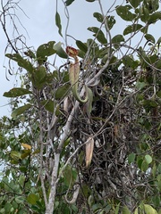 Nepenthes rafflesiana