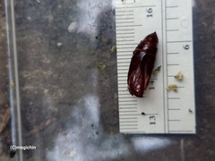 Spodoptera cosmioides