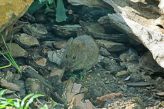 Otomys auratus