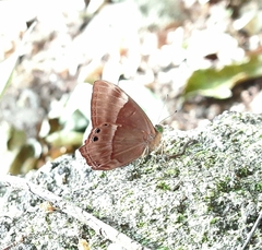 Abisara echerius