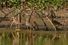 Vanellus senegallus
