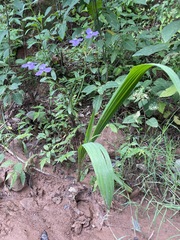 Ennealophus euryandrus euryandrus