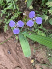 Ennealophus euryandrus euryandrus