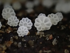 Mycena lazulina