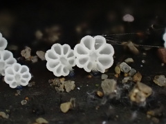 Mycena lazulina