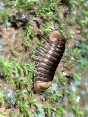 Oniscomorpha