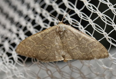 Idaea coercita