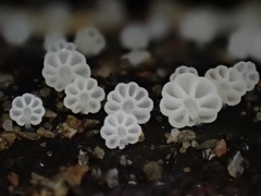 Mycena lazulina