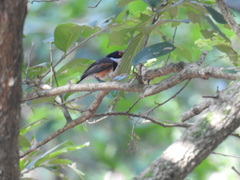 Batis capensis