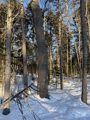 Tsuga canadensis