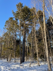 Tsuga canadensis