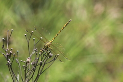 Ceratogomphus pictus