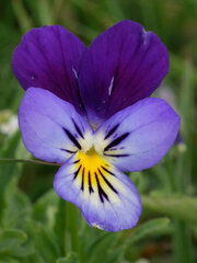 Viola lutea