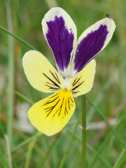 Viola lutea