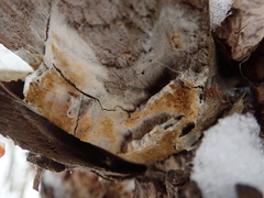Coniophoraceae