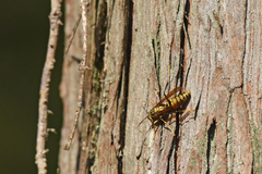 Polistes rothneyi