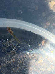 Parablennius tasmanianus