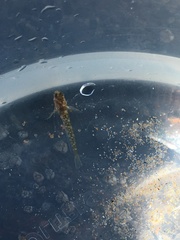 Parablennius tasmanianus