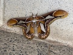 Rothschildia hopfferi