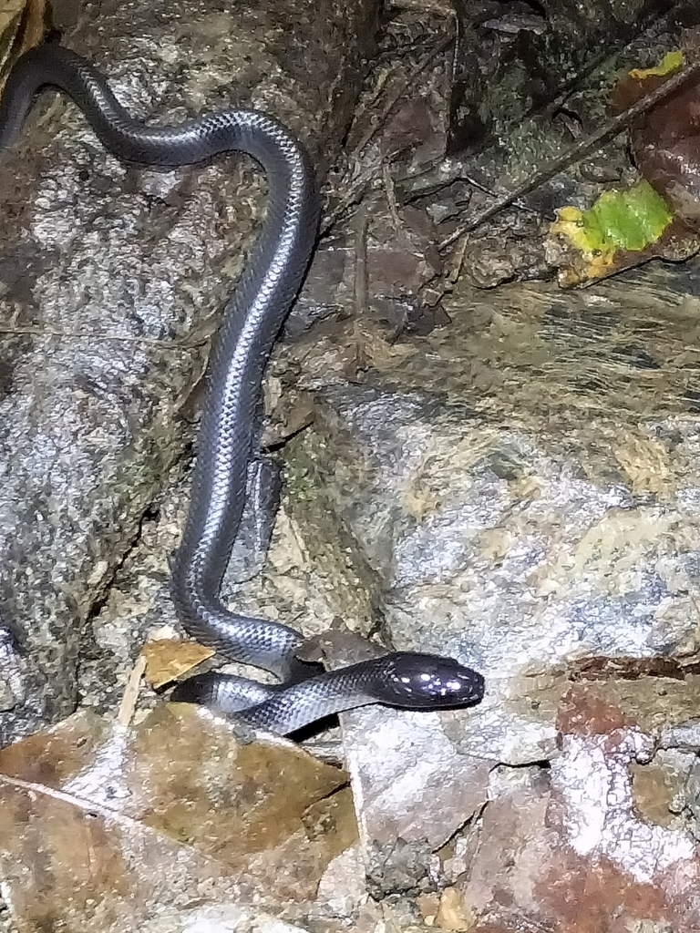 Australian groundsnake