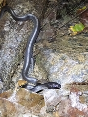 Stegonotus australis