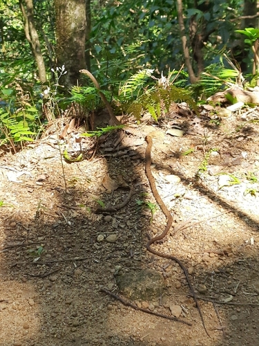 Large-eyed Bronzeback, Dendrelaphis grandoculis