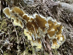 Serpula similis