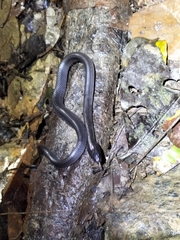 Stegonotus australis