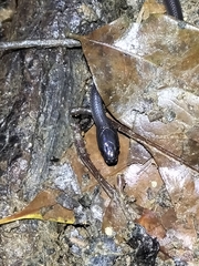 Stegonotus australis